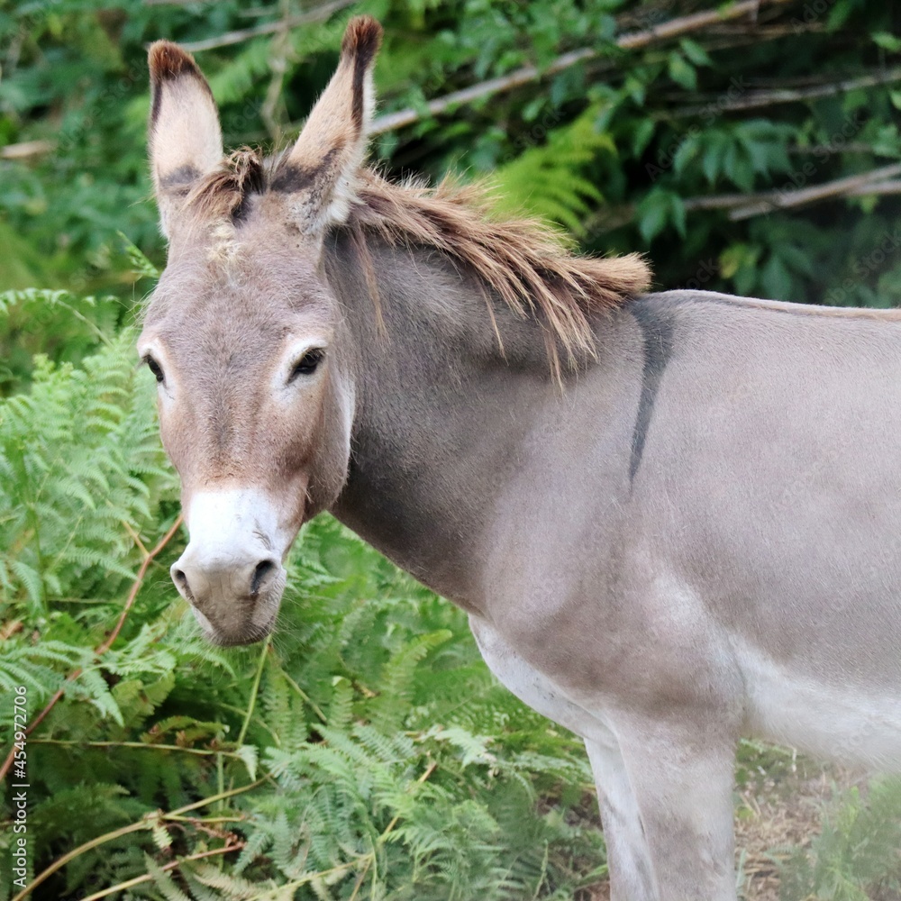 Fototapeta premium portrait of a donkey