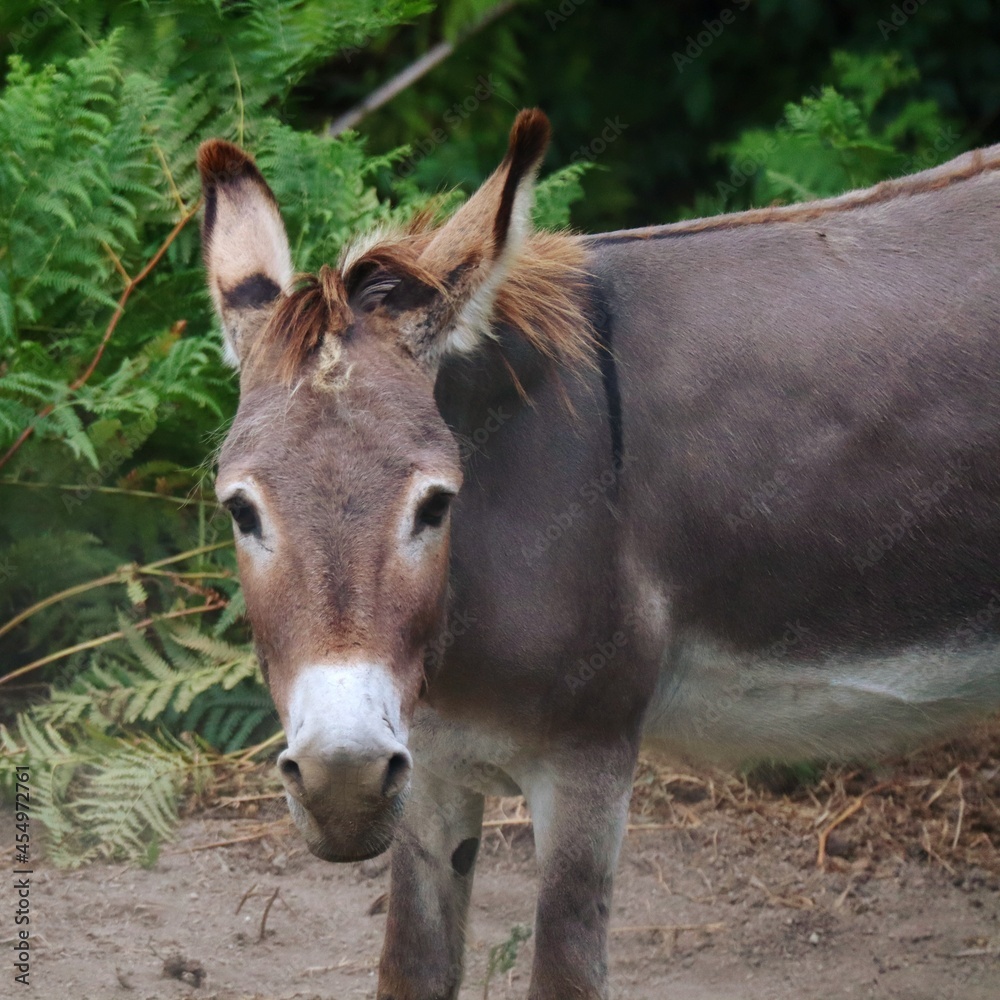 Fototapeta premium portrait of a donkey