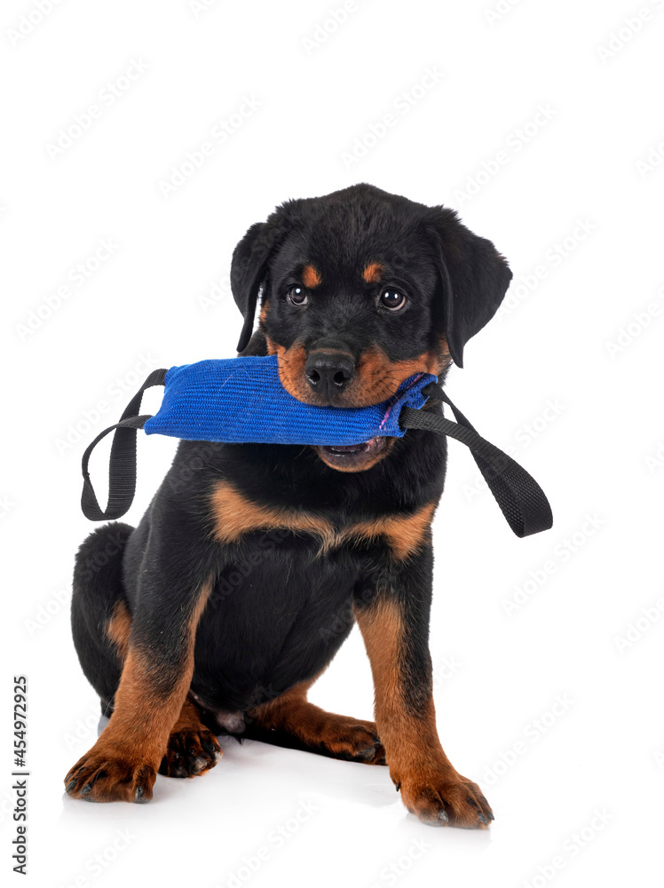 Obraz premium puppy rottweiler in studio