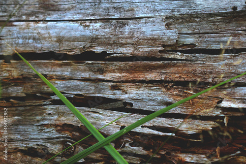 Grass on the background of a fallen tree