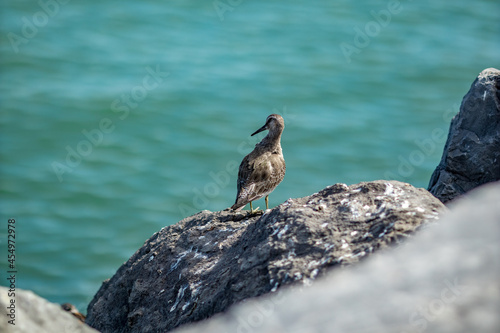 Shallow selective focus on sea bird resting on granite rock on the shore. Near the beaches of Oostende, Belgium. Blurred blue water background, wildlife.