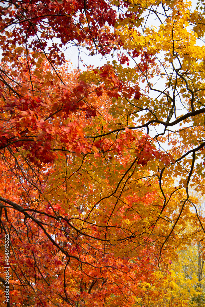 Trees in autumn with orange, red and yellow leaves