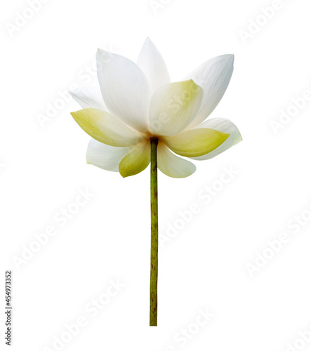 Lotus flower isolated on white background. Nature concept For advertising design and assembly. File contains with clipping path so easy to work.
