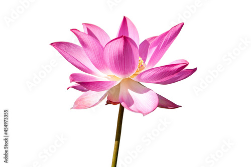 Lotus flower isolated on white background. Nature concept For advertising design and assembly. File contains with clipping path so easy to work. © NOOMUBON PHOTO