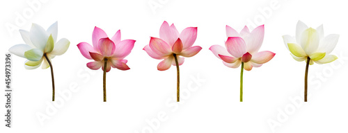 Pink Lotus flower collections isolated on white background. Nature concept For advertising design and assembly. File contains with clipping path so easy to work.