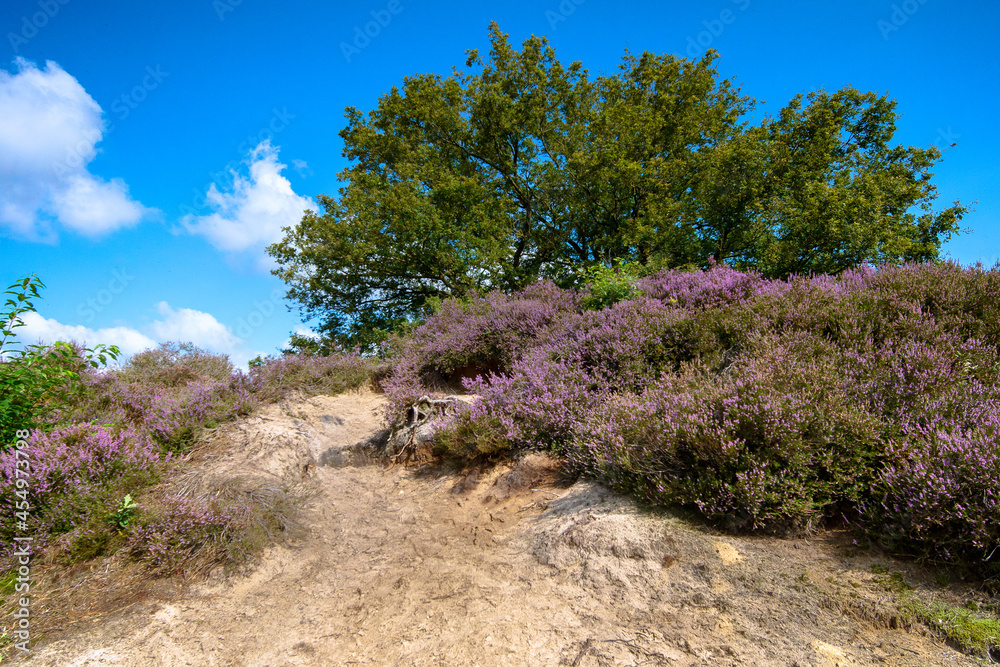 View of Blooming heath landscape on Dutch Veluwe. Beautiful pile of clouds with Dutch skies. View of Blooming heath landscape on Dutch Veluwe. Beautiful pile of clouds with Dutch skies.