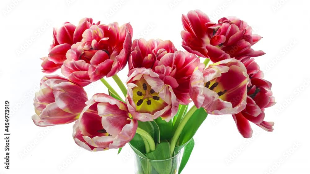 Beautiful bouquet of pink tulips.Timelapse of blooming flowers in bouquet of pink tulips on a white background, close-up. Holiday bouquet. Wedding backdrop, Valentine's Day concept. Beautiful bouquet of pink tulips.Timelapse of blooming flowers in bouquet of pink tulips on a white background, close-up. Holiday bouquet. Wedding backdrop, Valentine's Day concept.