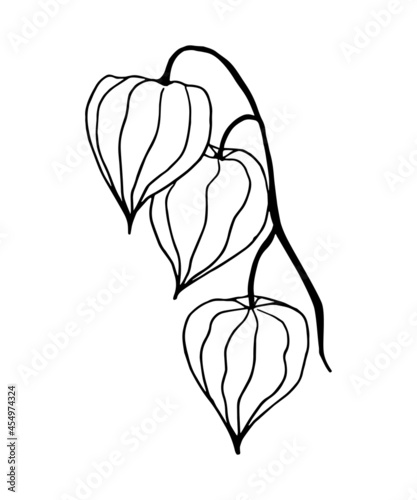 Winter cherry. A branch of physalis isolated on white, drawn with a contour in the form of coloring.