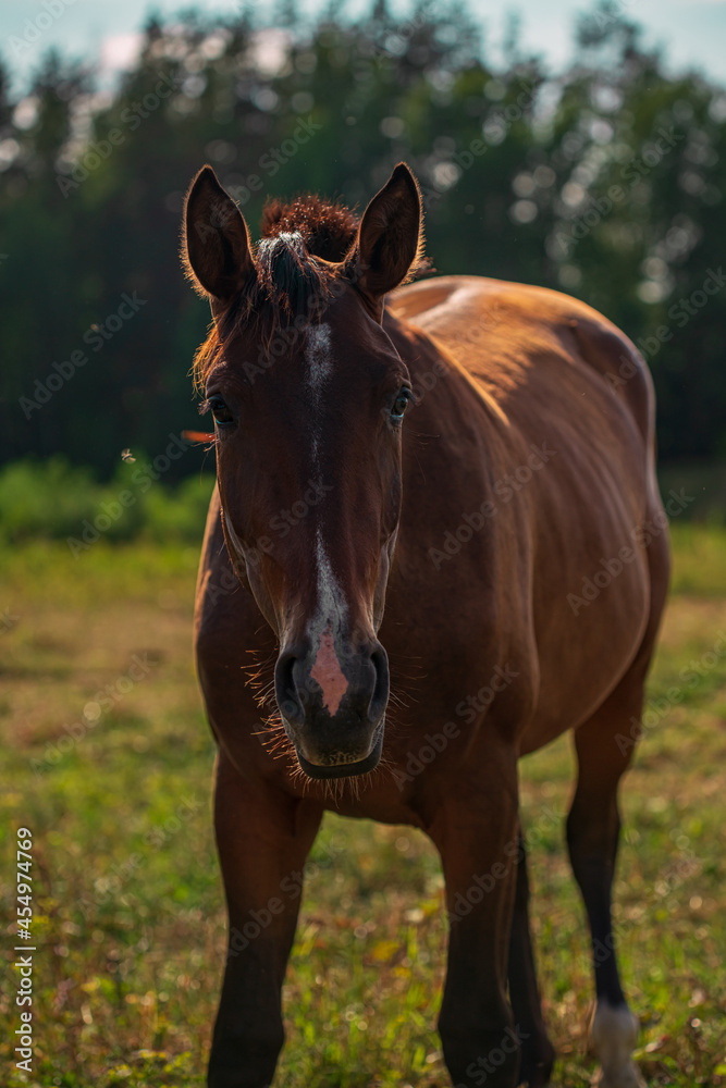 Young brown horse on a summer field close-up Young brown horse on a summer field close-up