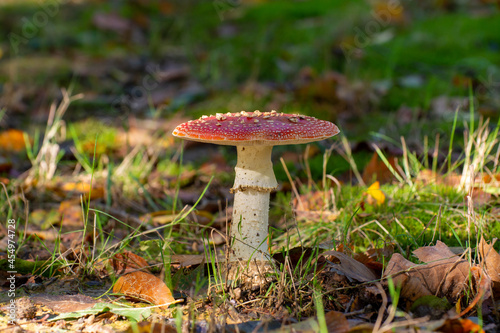Poisonous red and white mushroom amanita muscaria