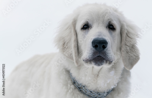 Polish mountain Shepherd puppy in winter on the snow close-up