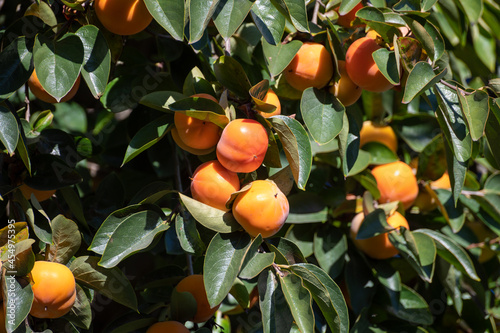 Persimmons fruit tree with ripe sweet orange fruits