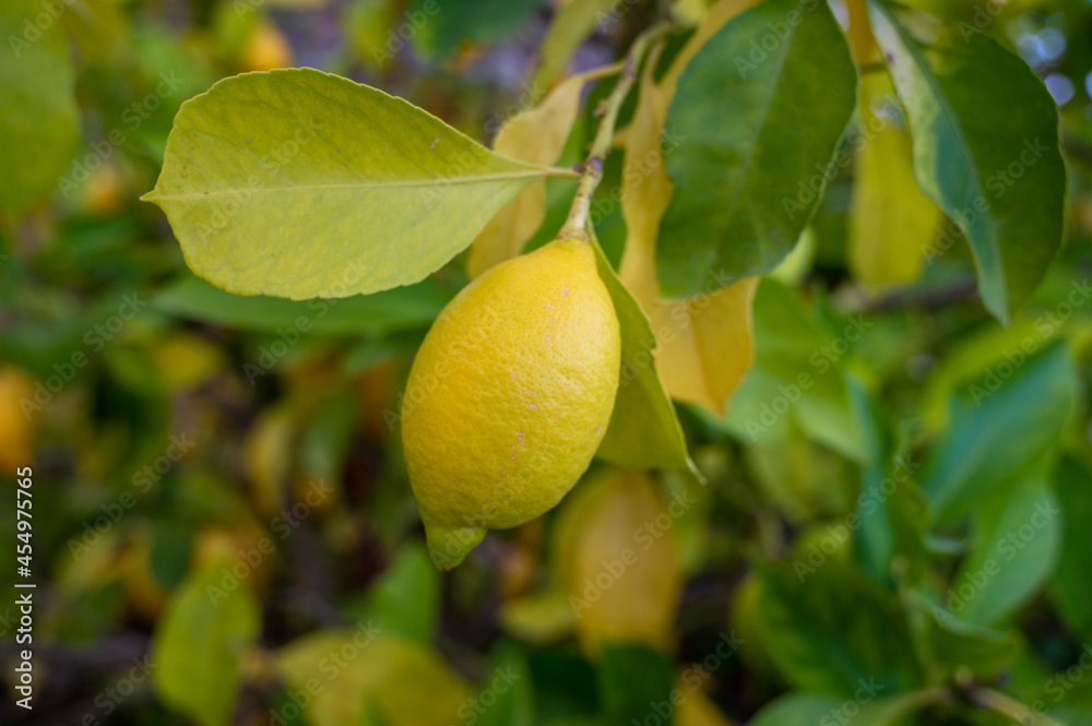 Yellow lemons citrus fruits hanging on lemon tree in garden
