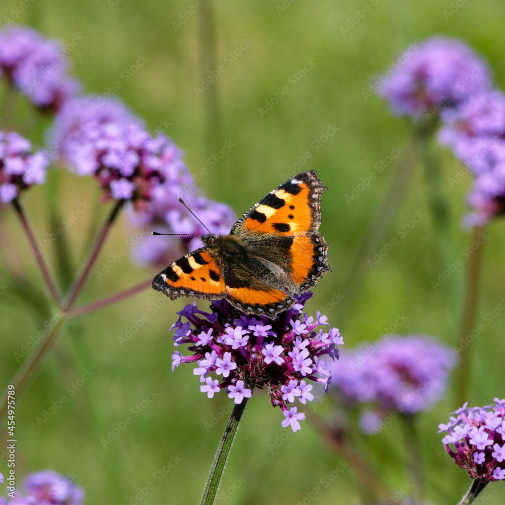 Small tortoiseshell butterfly