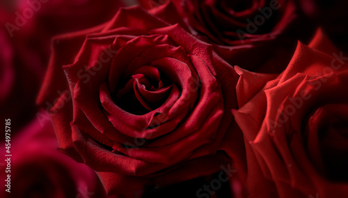 Fototapeta Naklejka Na Ścianę i Meble -  Red rose flowers close-up