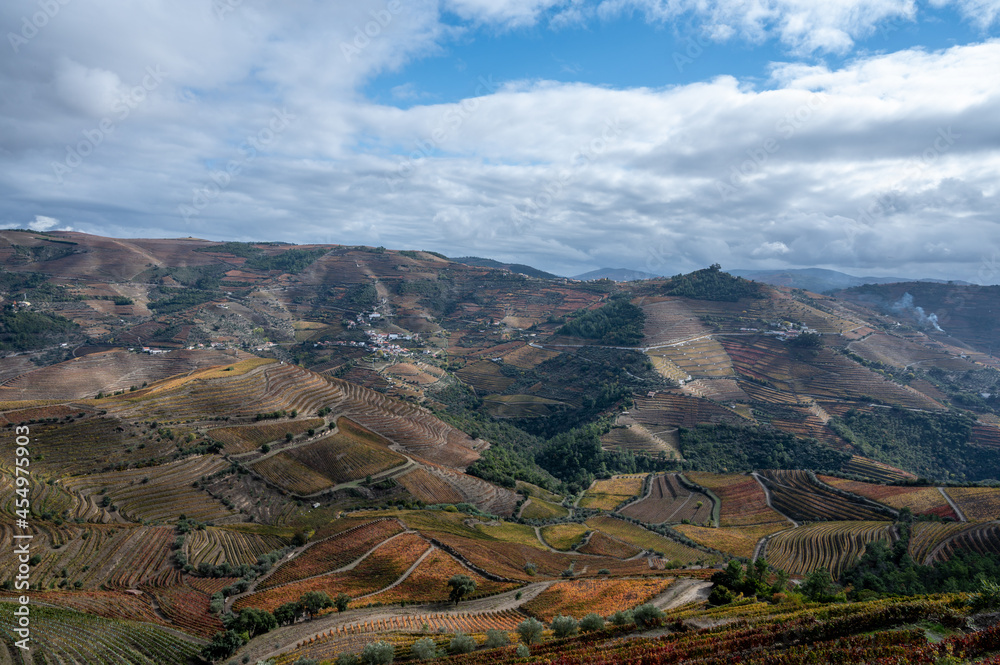 Panoramic view on Douro river valley and colorful hilly stair step terraced vineyards in autumn, wine making industry in Portugal