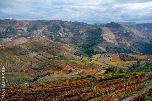 Panoramic view on Douro river valley and colorful hilly stair step terraced vineyards in autumn, wine making industry in Portugal © barmalini