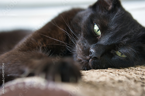 Photography Close Up of a Black Cat laying on it's side with it's paw extended