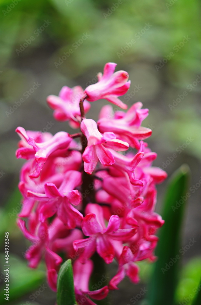 Macro Photo of a pink hyacinth flower. Stock photo Background of hyacinth with pink buds and green leaves Macro Photo of a pink hyacinth flower. Stock photo Background of hyacinth with pink buds and green leaves
