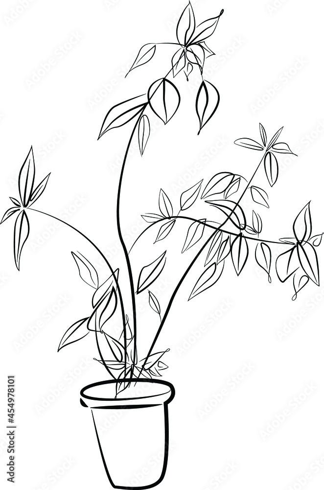 Coloring liana, climbing tropical plant, contour drawing. Hoya flower  22242587 Vector Art at Vecteezy