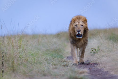 Portrait of a lion in Masai Mara, Kenya