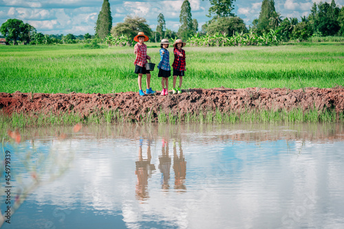 Children feeding food to fish in nature pond on green rice field background