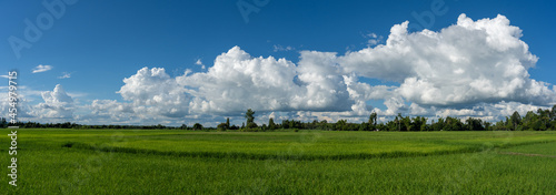 panorama blue sky and clouds over green rice fiedl background