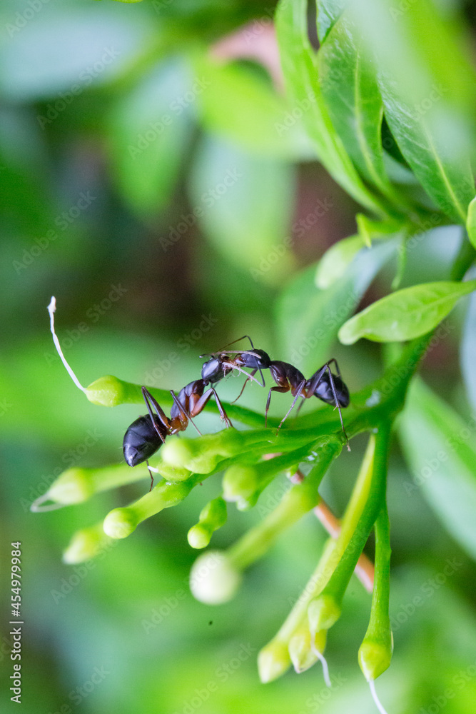 Fototapeta premium Carpenter ants or Garden ants communicating by mouth-to-mouth fluid exchange through a process called trophallaxis. Food exchange process. 
