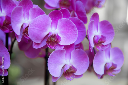 Purple orchid flower phalaenopsis, phalaenopsis or falah on a white background. Purple phalaenopsis flowers on the right. known as butterfly orchids. Selective focus. There is a place for your text. © elenarostunova