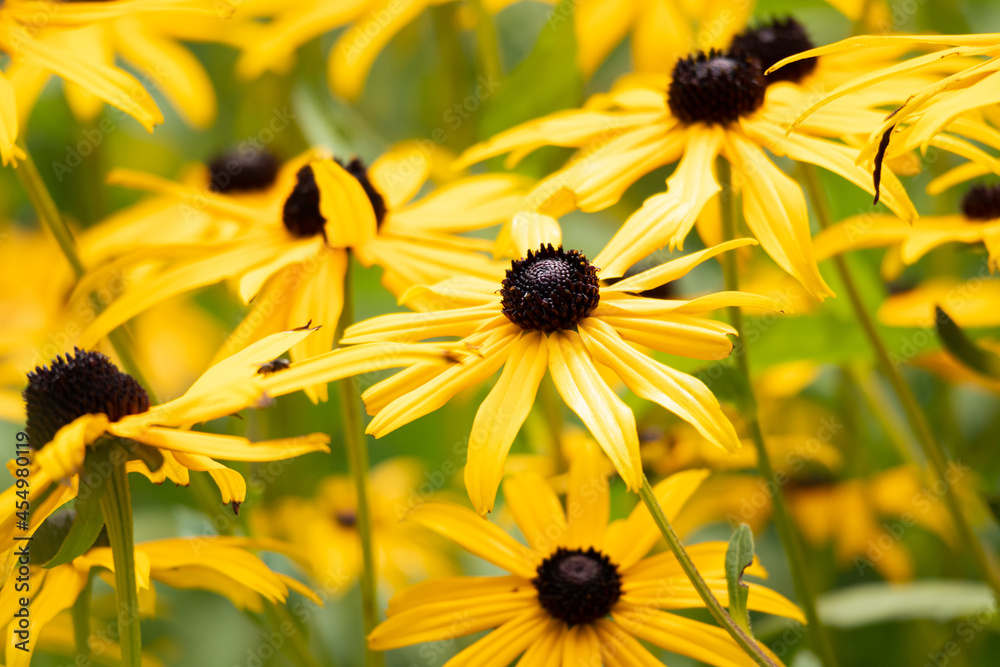 Coneflower - Echinacea paradoxa yellow flowers detail Coneflower - Echinacea paradoxa yellow flowers detail