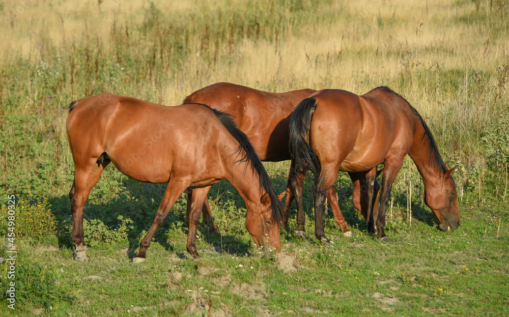 Fototapeta premium A group of large brown strong horses graze on the grass in the meadow 