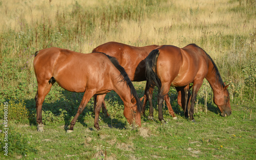 A group of large brown strong horses graze on the grass in the meadow 
