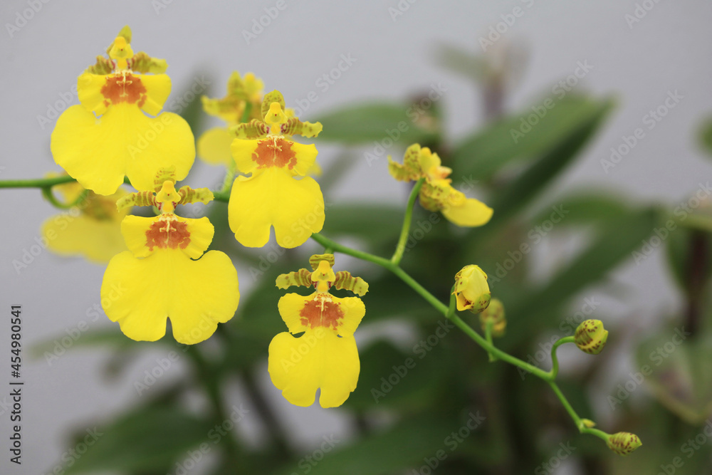 黄色いランの花 オンシジウム Stock Photo Adobe Stock