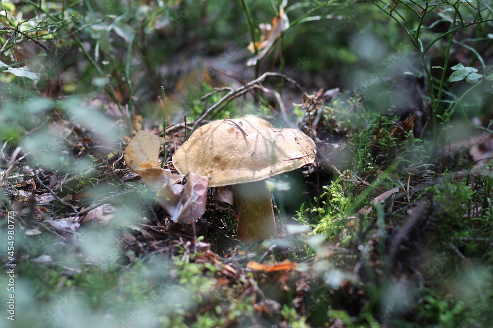 Obraz premium Close-up shot of a mushroom in the forest