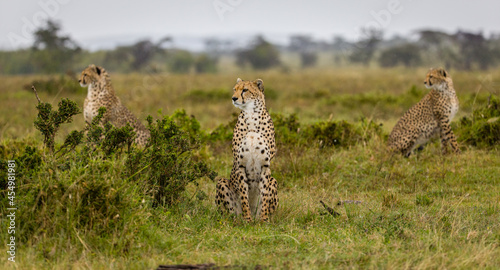 Cheetah hunting antelope with a bloody face in Masai Mara, Kenya