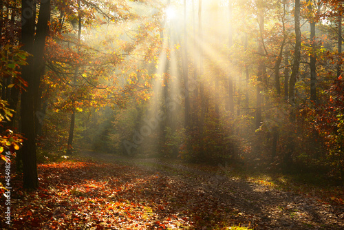 Quadro em tela Beautiful morning in the autumn forest