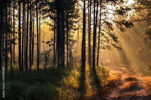 sunrise in the forest