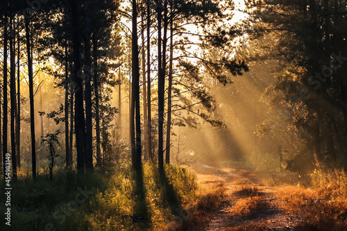 sunrise in the forest