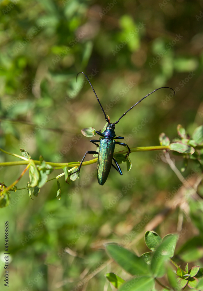 Musk beetle (Aromia moschata) close-up, Eurasian species of longhorn beetle, climbing on a plant in its natural habitat. Musk beetle (Aromia moschata) close-up, Eurasian species of longhorn beetle, climbing on a plant in its natural habitat.