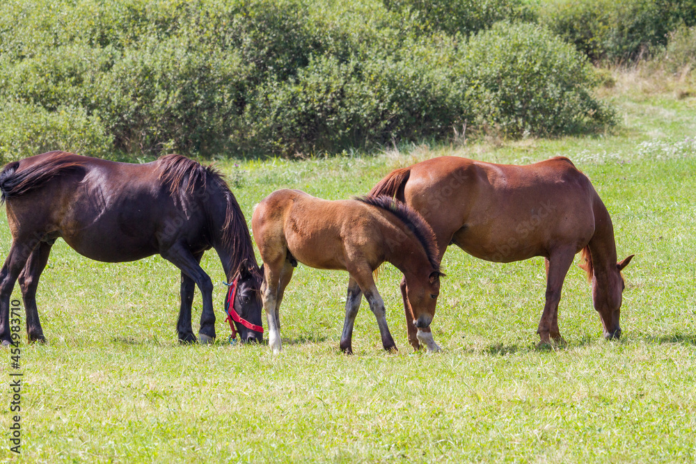 Horses