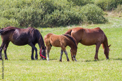 Horses