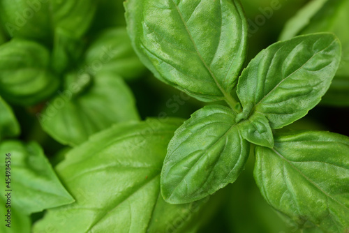 Fresh green basil  photographed from above