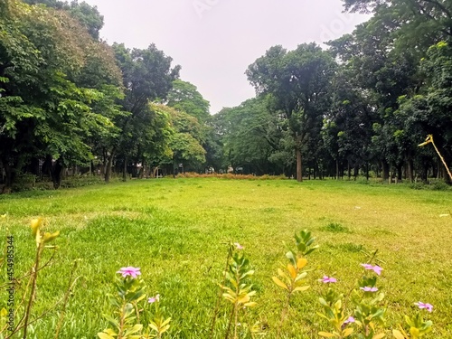 meadow with flowers