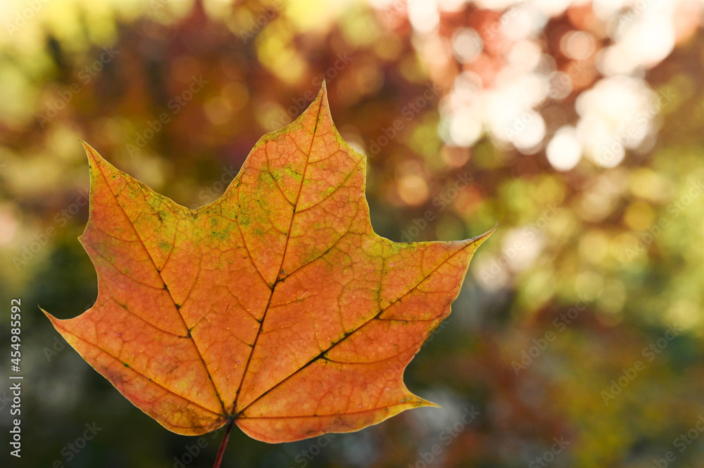 orange maple leaf in an autumn park on sunny day. Beautiful autumn background. Close-up