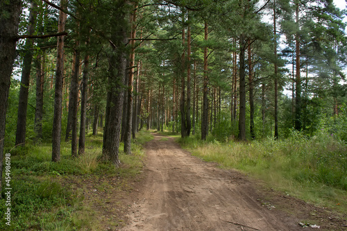 Walk along the road in a pine forest.