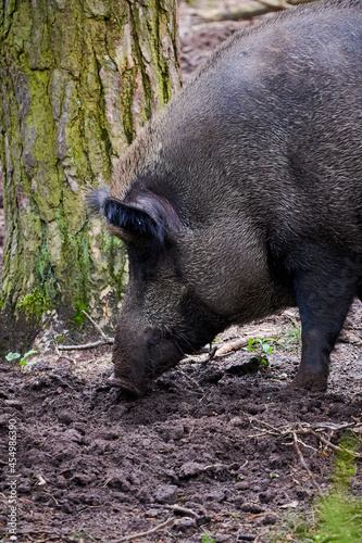 Wild boar in natural habitat ( Sus Scrofa ) 