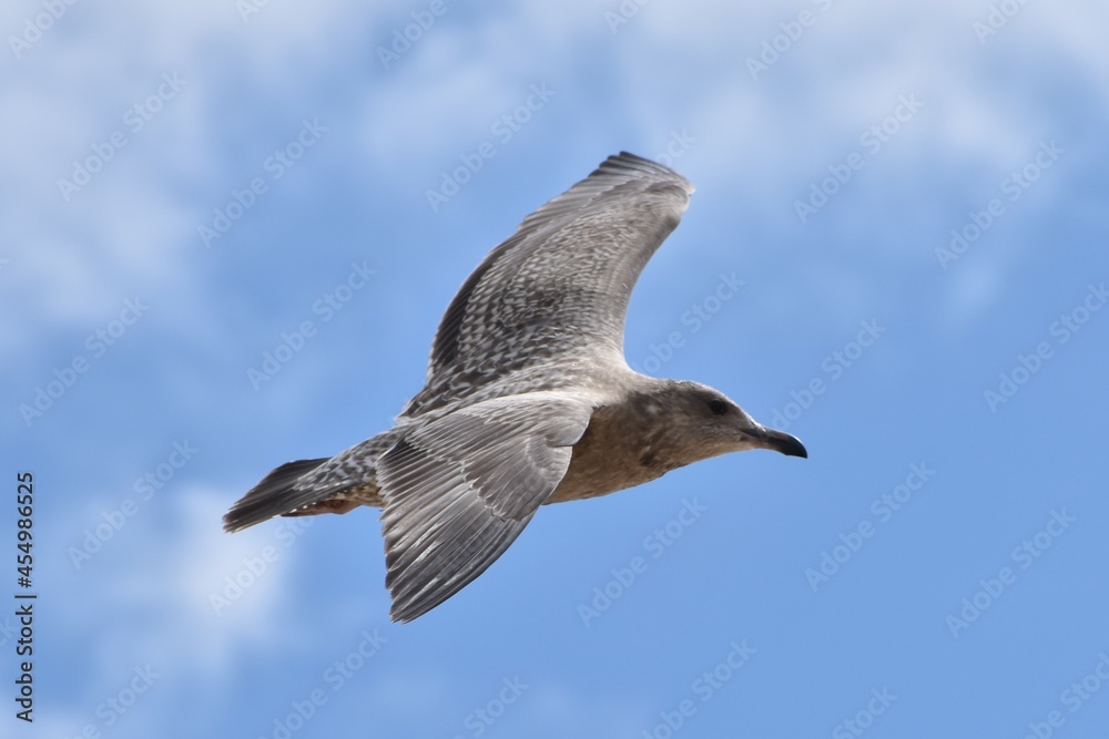 Obraz premium Seagull by the bay