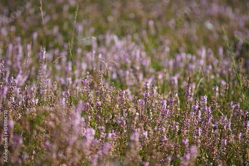 Bl  hende Heide in einem Naturschutzgebiet im Sp  tsommer  Ericaceae