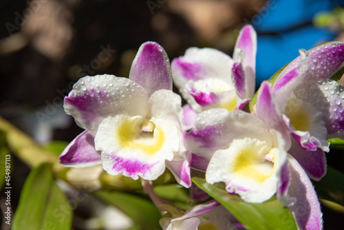Orchids, beautiful orchids found on trees in squares and parks, selective focus.