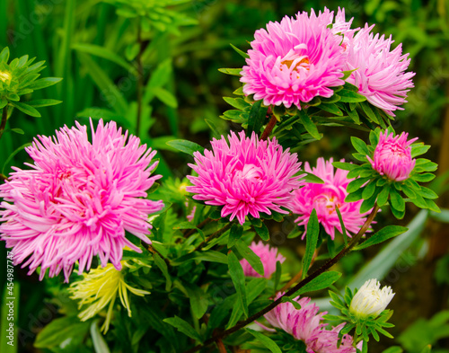 terry bright pink asters